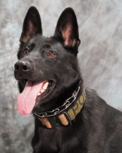 K9 Mavi